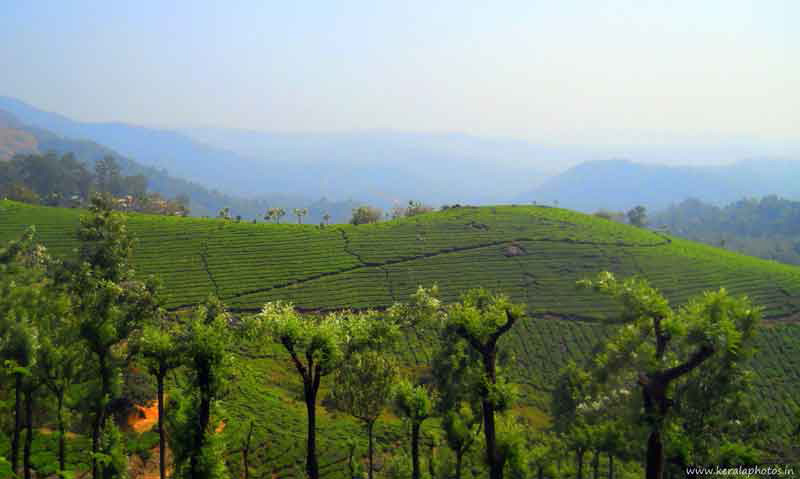 kerala-photos-munnar-pictures