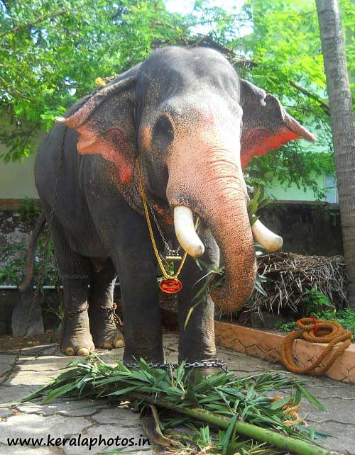 thrissur-pooram-images-kerala