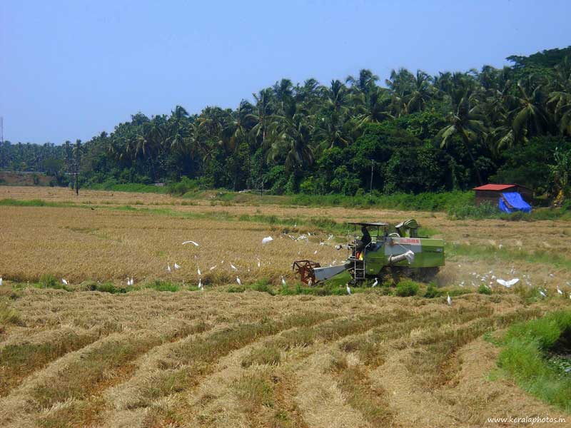 kerala-thrissur-paddy-fields