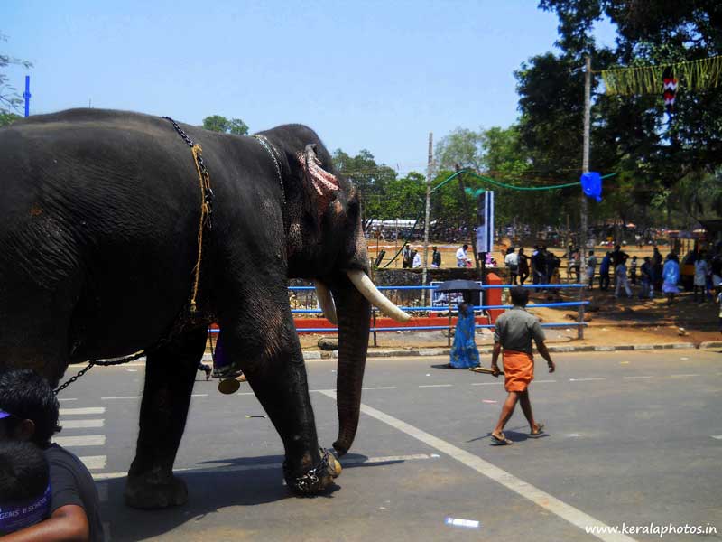 thrissur-elephants-kerala-pooram