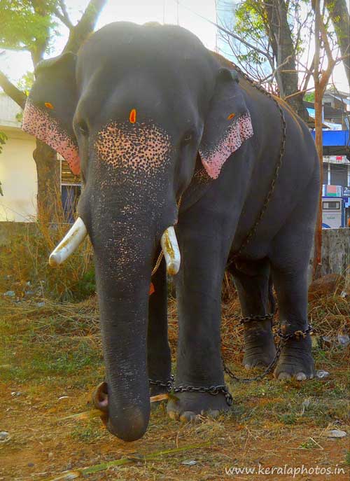 kerala-thrissur-pooram-elephant
