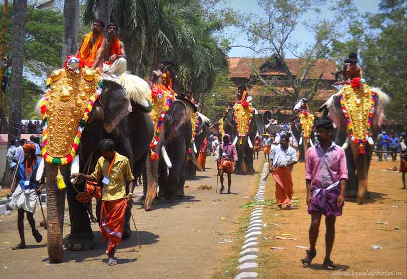 thrissur-elephant-image-pooram