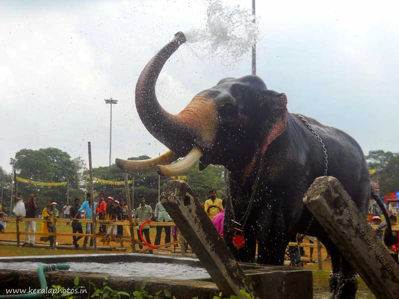 thrissur-elephants-pooram-india