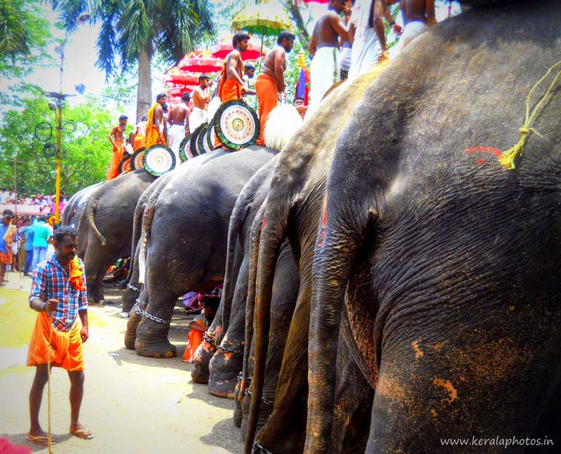 elephants-thrissur-pooram-pictures