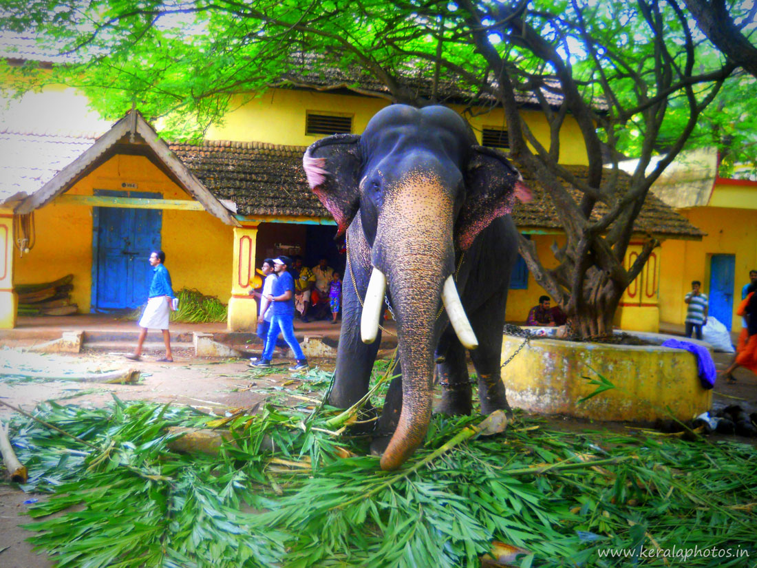 Thrissur Pooram Elephant Pictures Kerala Photos Kerala