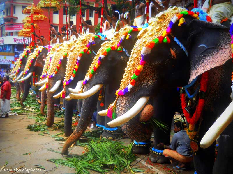 thrissur-pooram-paramekkavu-pictures