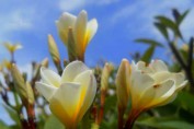 kerala-photos-natural-images
