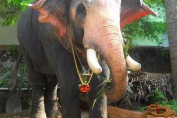 thrissur-pooram-images-kerala