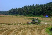 kerala-thrissur-paddy-fields
