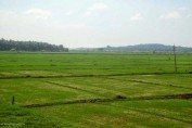 kerala-tourism-photos-fields