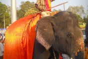 thrissur-pooram-images-kerala