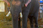kerala-thrissur-pooram-elephant
