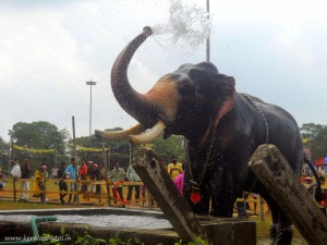 thrissur-pooram-pictures