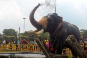 thrissur-elephants-pooram-india
