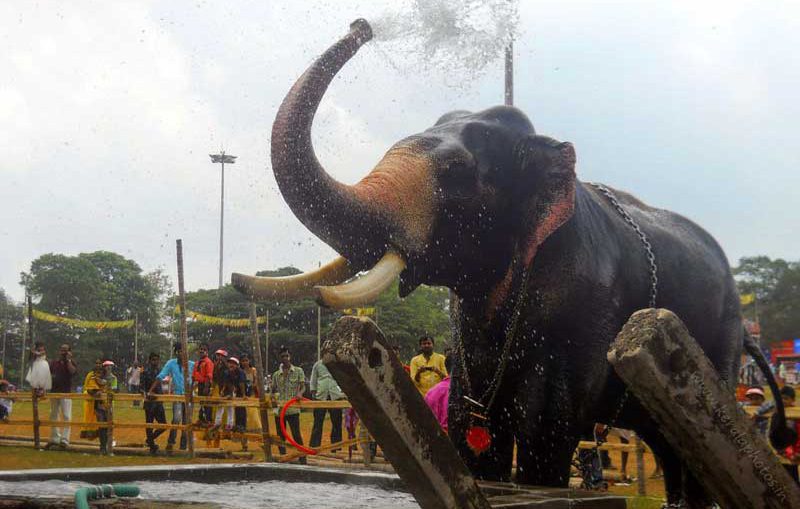 thrissur-elephants-pooram-india