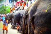 elephants-thrissur-pooram-pictures