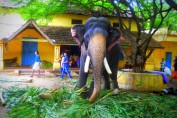 thrissur-pooram-elephant-pictures