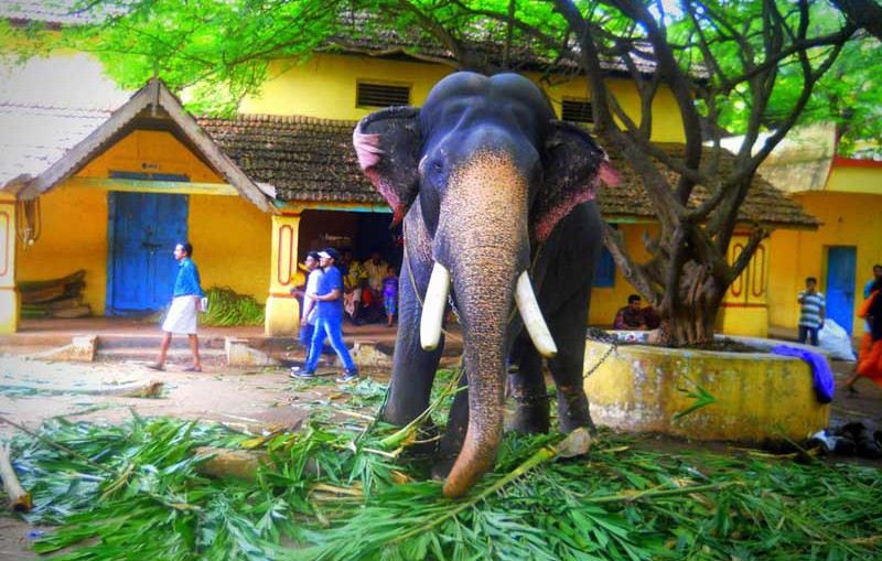 thrissur-pooram-elephant-pictures