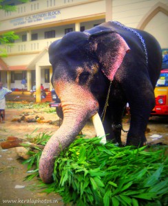 thrissur-pooram-photos-kerala.jpg