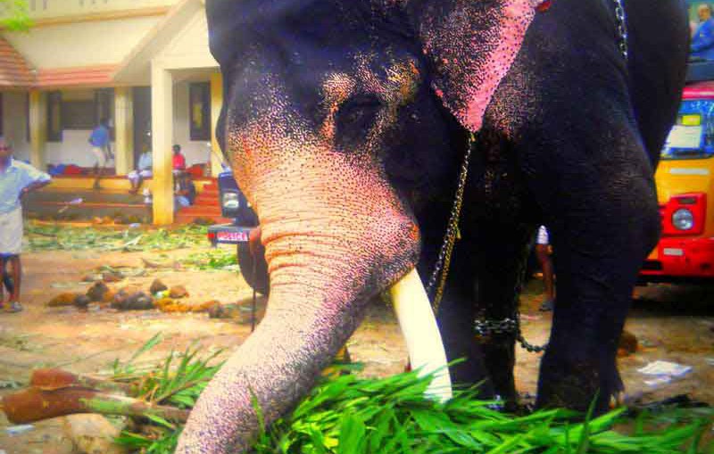 thrissur pooram-elephants-photos-kerala