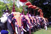 Thrissur Pooram Festival Pictures