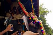 Trichur pooram Elephant pictures