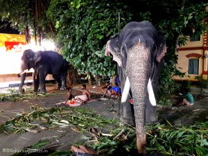Pooram festival - Kerala elephants