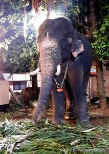 Kerala photos - Thrissur elephants