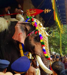 Thrissur pooram - Elephant photos