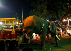 Kerala elephant photos - Thrissur