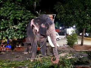 Paramekkavu temple elephant - Pooram