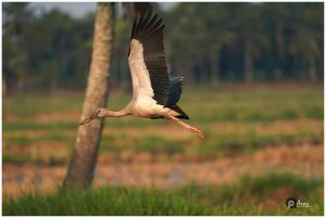 Kerala Birds Photos