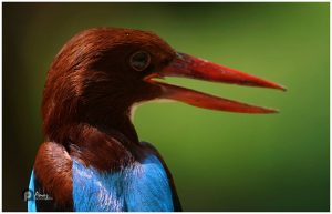 Kerala Bird Photos