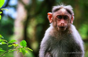 monkey-kerala-photos-wildlife