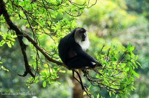 monkey-lion-tailed-kerala