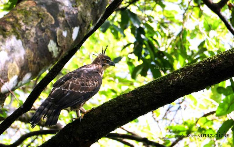 Kerala bird photography - Kerala Photos - Kerala