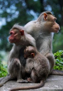 wildlife-monkey-kerala-photos