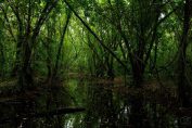 kumarakom-places-visit-kerala