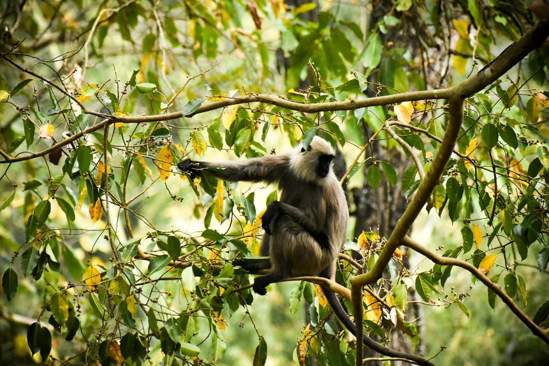 Parambikulam- Tourist places in Palakkad - Kerala Photos - Kerala