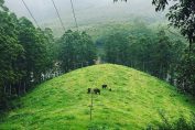 Wild elephants in Munnar