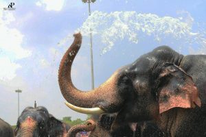 elephant-kerala-photos-thrissur
