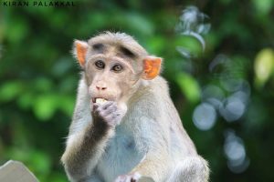 india-monkeys-kerala-images