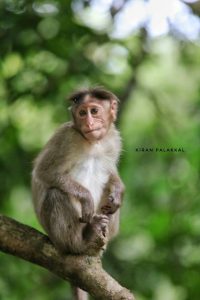 kerala-monkeys-pictures-india