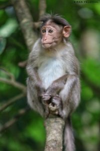 kerala-pictures-monkeys-godsowncountry
