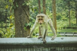 monkey-kerala-tourist-destinations