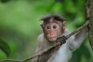 monkeys-india-kerala-pictures
