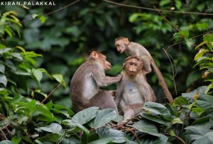 monkeys-kerala-photos-india