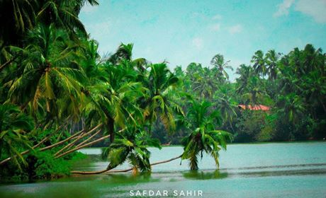 Kerala photos coconut trees in water