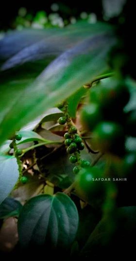 Kerala photos pepper plant